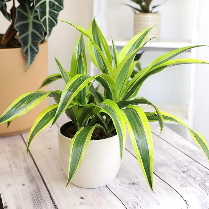 Dragon Tree Easy Plant 6 Inch Plant Pot, Real Plants for Living Room Decor, Office Plant, Low Light House Plants, House Plants Indoors Live Plants Indoor Plants Live Houseplants by Plants for Pets
