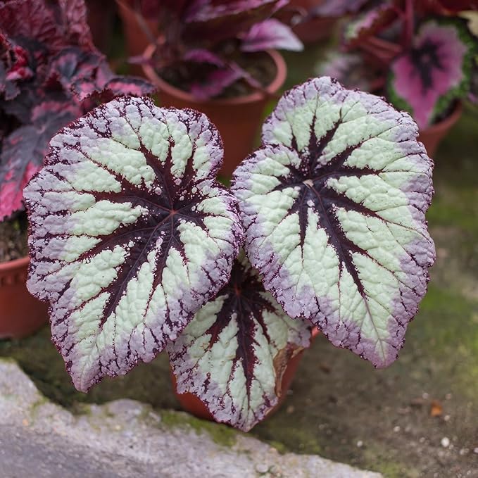Coleus Seeds - Non-GMO Heirloom Seeds for Planting Powder Edge Blade Coleus Plants Rare Flower & Herb Low-Maintenance