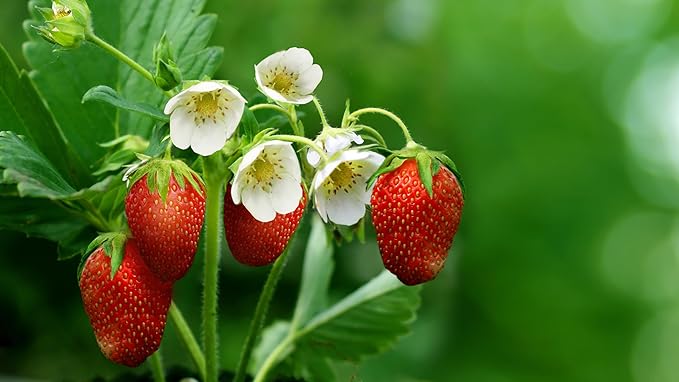 Seeds Fruit Alpine Strawberry Four Seasons Red Everbearing Non GMO for Planting - 100 Seeds