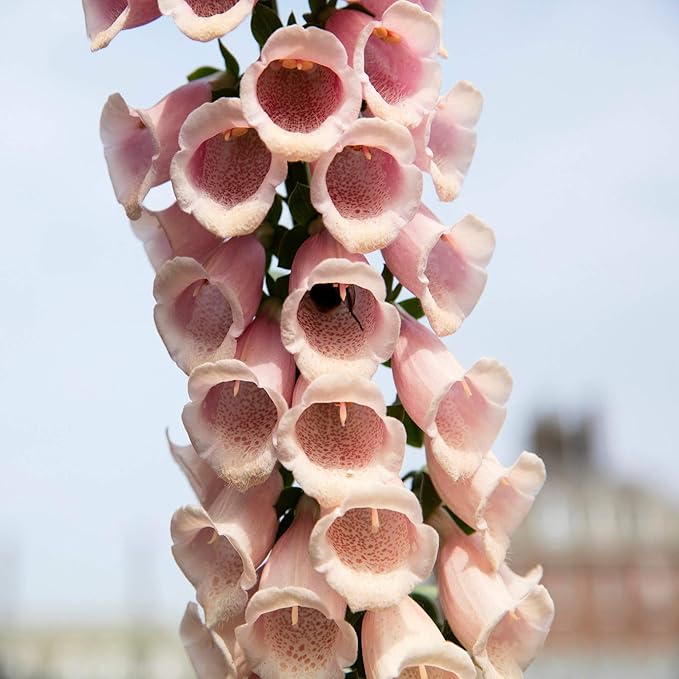 Outsidepride 10000 Seeds Biennial Digitalis Foxglove Apricot Flower Seeds for Planting