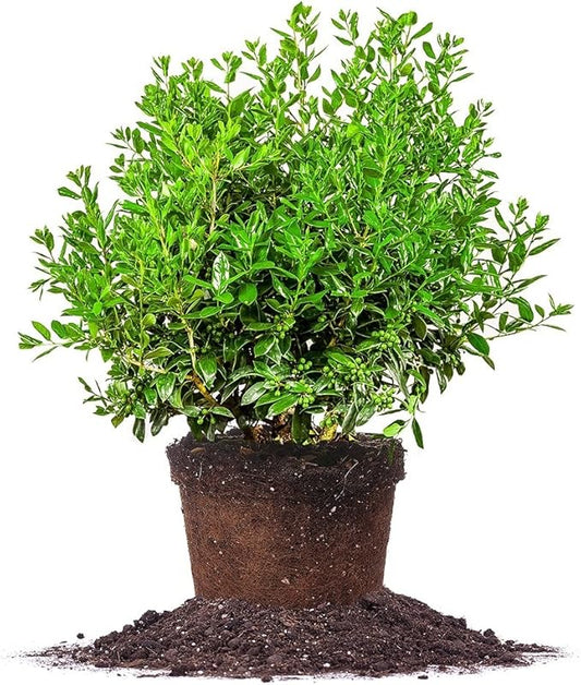 Needlepoint Holly - Size: 3 Gallon, Live Plant, Includes Special Blend Fertilizer & Planting Guide