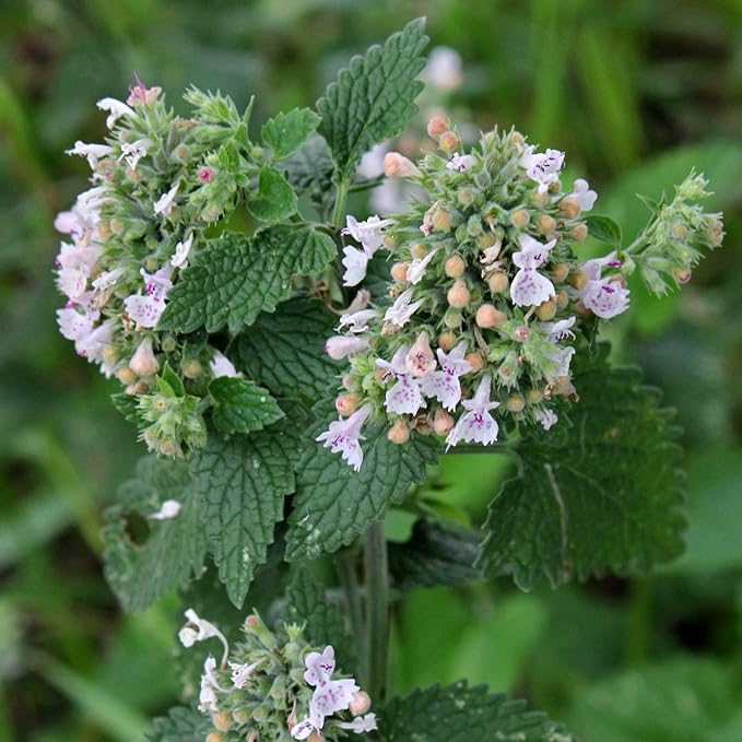 Catnip Catmint Nepeta Cataria About 100 Seeds for Planting
