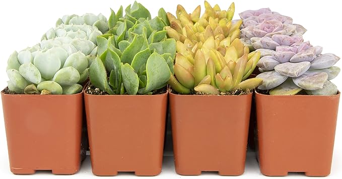 Succulents Plants Live (20PK) Potted Succulent Plants Live House Plants, Cactus Plants Live Plants Indoor Plants Live Houseplants, Indoor Plant Succulents Live Plant House Plant by Plants for Pets