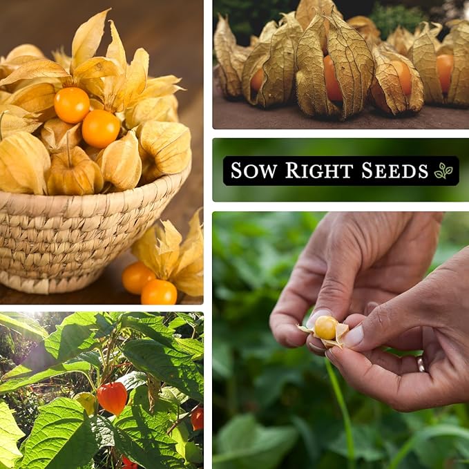 Sow Right Seeds - Ground Cherries Seeds for Planting - Non-GMO Heirloom Packet with Instructions to Plant an Outdoor Home Vegetable Garden - Mexican Husk Tomato - Endangered Variety (2)