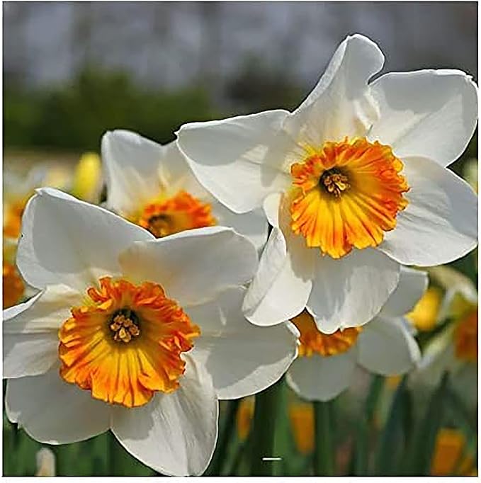 10 Tete a Tete Narcissus Bulbs - Top Size Daffodil Bulbs