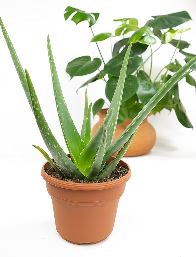 Live Aloe Vera Plant Live Succulents Plants Live Plants (6 in), Aloe Plant Live Succulent Plants Live Aloe Plants Live Houseplants, Aloe Vera Plant Indoor Succulents Indoor Plants by Plants for Pets