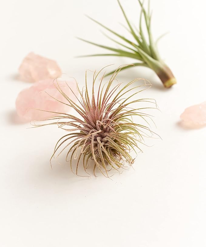 Shop Succulents Hand Selected Variety of Tillandsia Ionantha, Tropical Houseplants for Home Décor and DIY Terrariums Live Air Plants, 4-Pack