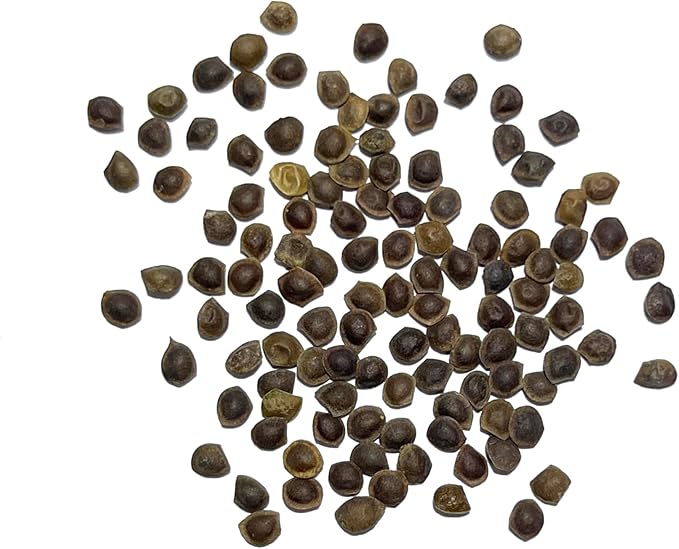 Seed Needs Sensitive Plant Seeds for Planting Mimosa pudica - Heirloom & Open Pollinated Annual Flowers - Pink Blooms with Leaves That React to Touch (2 Packs)