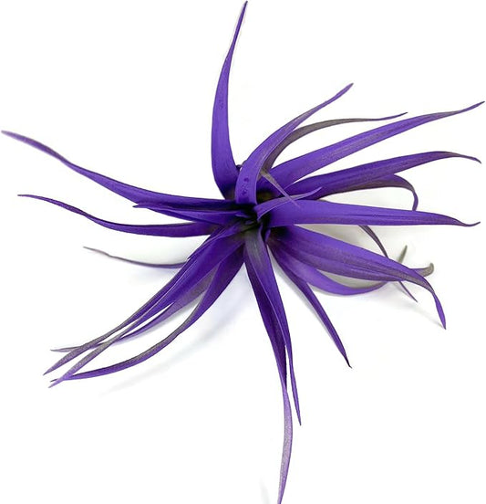 Colored Capitata Air Plant, Tillandsia, Airplant, Air Purification, House Plant, Home Decor & Gift, Live Plant (Purple)