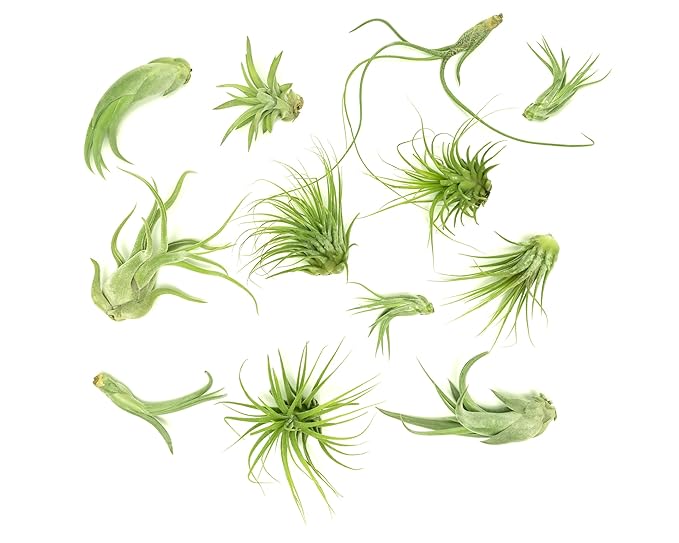 Tillandsia Air Plants Live Indoor Plants (12PK), Airplants Variety Live Plant Kit, Tropical Plants Live Houseplants, Air Plant Live Succulents Plants Live Plants Indoor House Plants by Plants for Pets