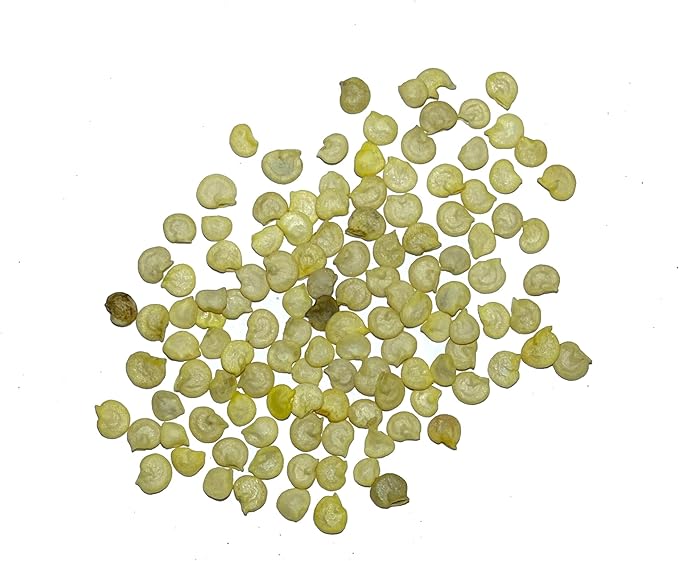 Seed Needs, Rainbow Bell Pepper Seeds for Planting (Capsicum annuum) Heirloom, Non-GMO & Untreated (2 Packs)