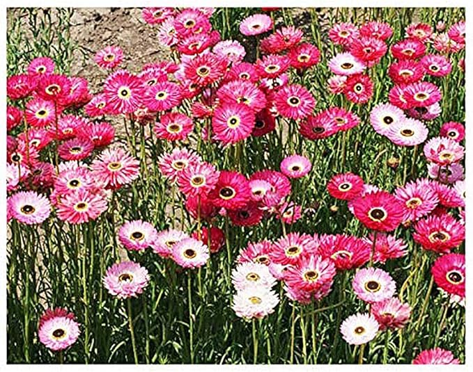 Paper Daisy Seeds - Helipterum Roseum - Approximately 1000 Seeds