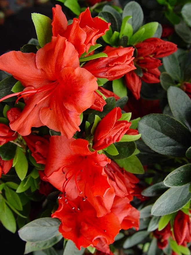 Azalea 'Girard's Crimson' (Azalea) Shrub, #3 - Size Container