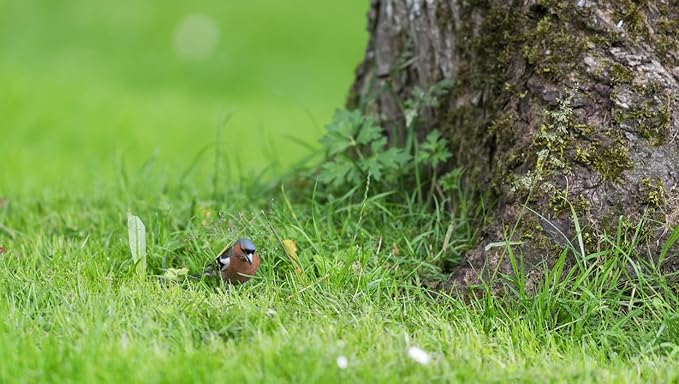 Brownie Brand Majestic Hulled Bermudagrass Seed | Premium Turf Grass for Dense, Drought-Resistant Lawns | Fast-Growing, Heat-Tolerant, Certified Seed for High-Traffic Areas. (25 Pound)
