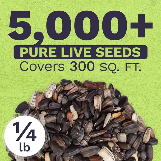 Evening Sun Sunflower Seeds - Bulk 1/4 Pound Bag - Over 5,000 Fresh Open Pollinated Non-GMO Flower Seeds - Helianthus annus - Large Glowing Blooms