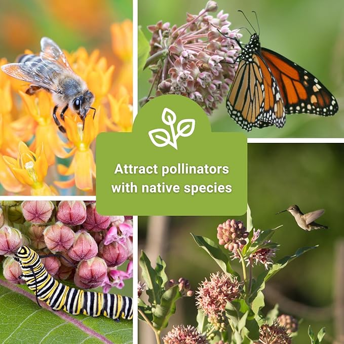 Sow Right Seeds - Milkweed Seed Collection - Varieties Included: Butterfly, Common, Rose and Showy Milkweed, Attracts Monarch and Other Butterflies to Your Garden - Non-GMO Heirloom Packet to Grow