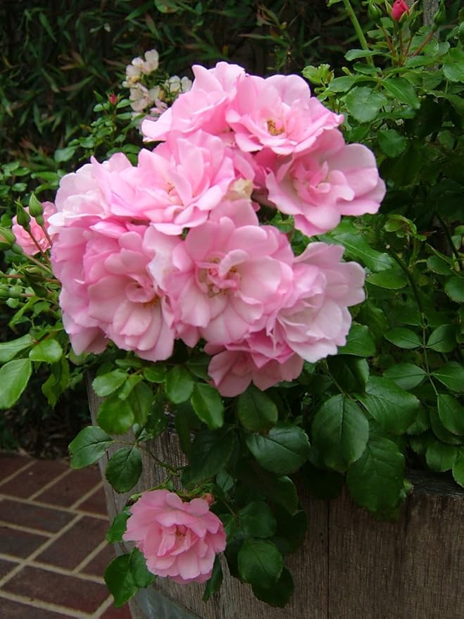 Live Plant from Green Promise Farms Flower Carpet Roses ROSA `FLOWER CARPET APPLE BLOSSOM` Pink Flower Shrub #2 Size Container White