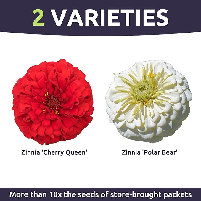 Zinnia Stop Sign Mix - Large 1 Ounce Packet - 4,000 Flower Seeds for Planting - Zinnia elegans