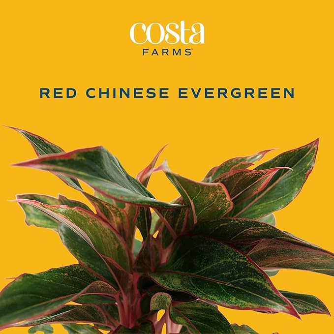 Costa Farms Chinese Evergreen, Live Indoor Plant, Potted Houseplant in Gift Wrap Planter, New House Gift, Birthday, Room Décor, Home or Office Decor, 14-Inches Tall