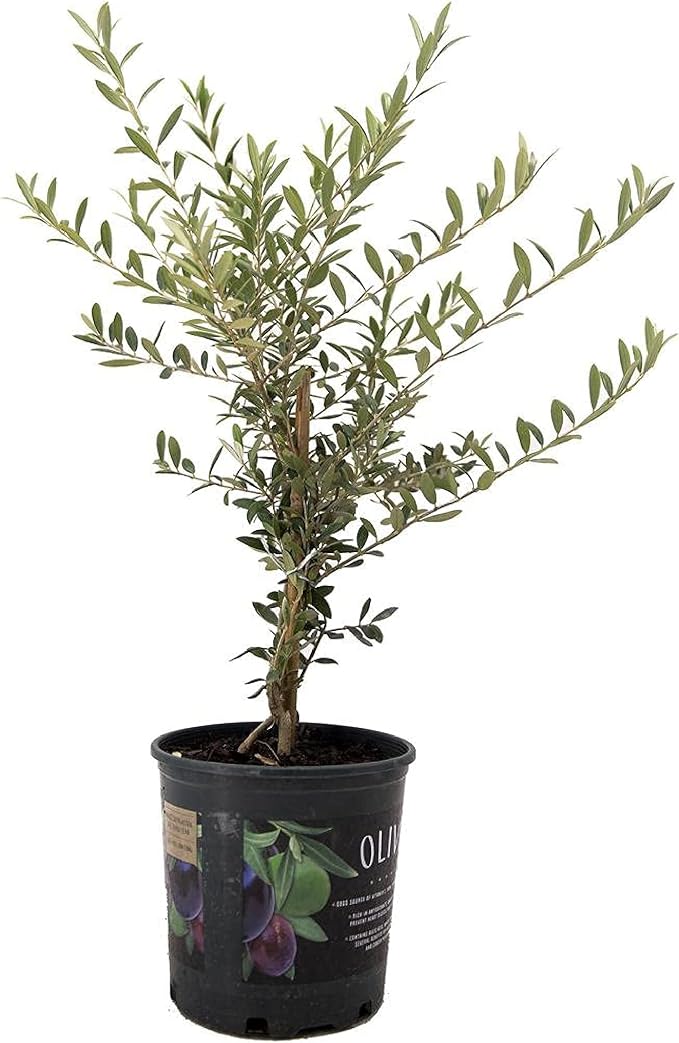 American Plant Exchange Live Arbequina Olive Tree, Fruit Bearing, Plant Pot for Home and Garden Decor, 6" Pot