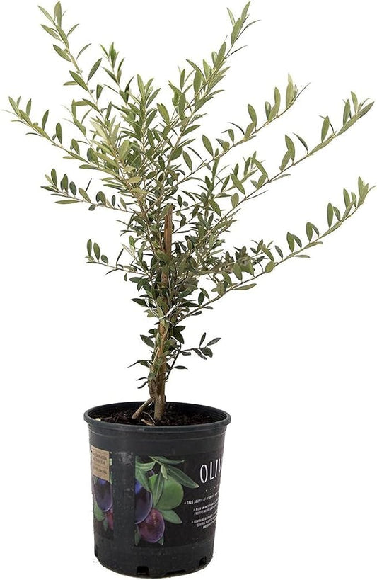 American Plant Exchange Live Arbequina Olive Tree, Fruit Bearing, Plant Pot for Home and Garden Decor, 6" Pot