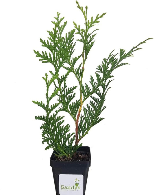 Thuja Green Giant Arborvitae Tree, 3 Inch Pot