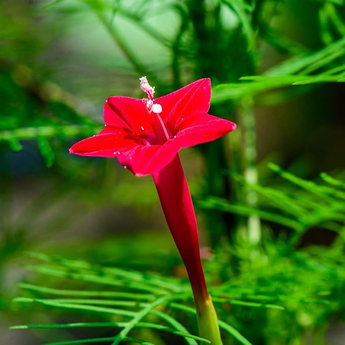 Outsidepride 200 Seeds Annual Red Cypress Vine Flower Seeds for Planting