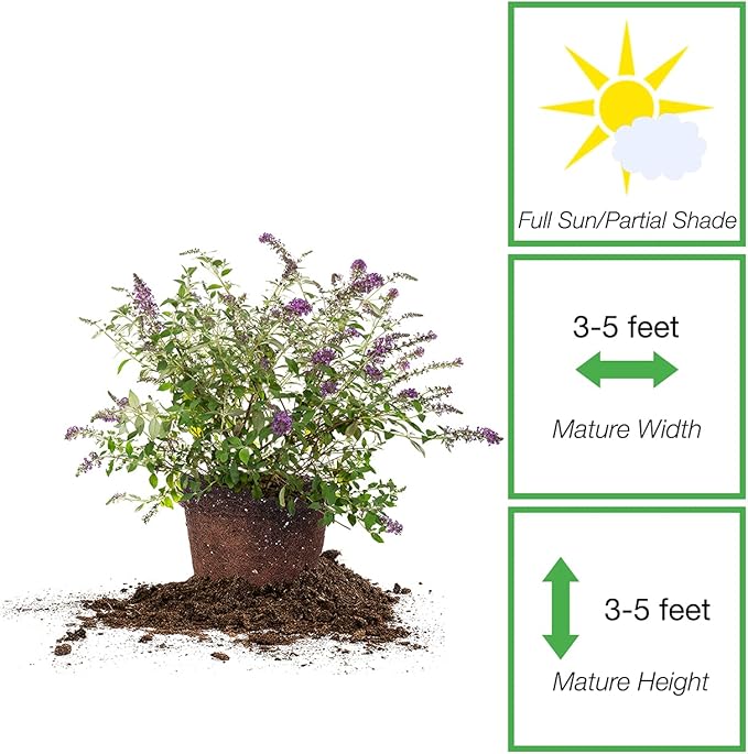 Perfect Plants Nanho Butterfly Bush Fast Growing Extraordinary Bright Purple Flowers, 3 Gal, Low Maintenance