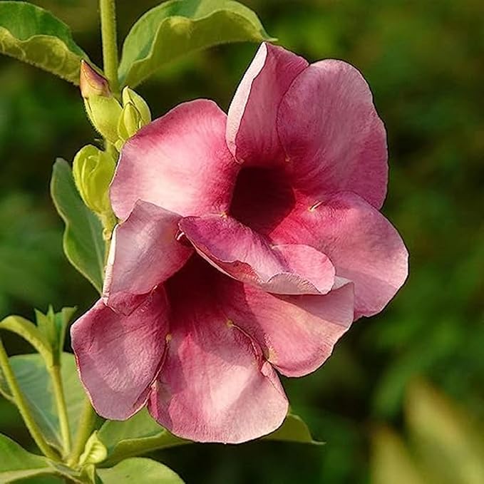 CHUXAY GARDEN Allamanda Blanchetii Seed 100 Seeds Purple Allamanda Evergreen Flowering Plant Highly Fragrant Eye-catching Decoration