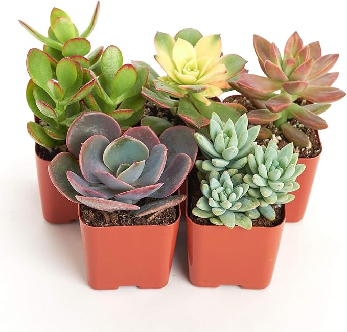 Shop Succulents Assorted Succulent Plant Pack Collection - Live Mini Succulent Plants, Low Maintenance, Mixture of Colors & Textures - Wedding and Party Favors, Gift & Garden, Pack of 5