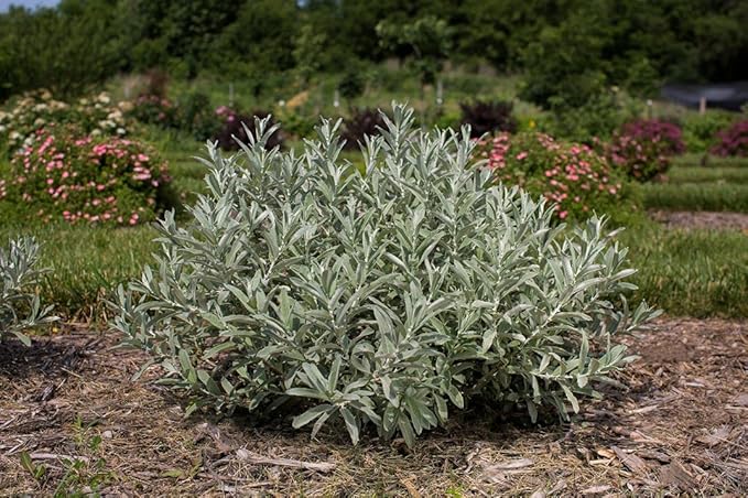 Salix Candida Iceberg Alley (Sageleaf Willow) Shrub, 2-Size Container, Silvery Foliage