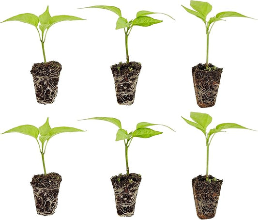 Bonnie Plants Jalapeno Pepper Plug, Live Plant, A Popular Chile Pepper, Full Sun, 3 Cubic in., 6 Pack