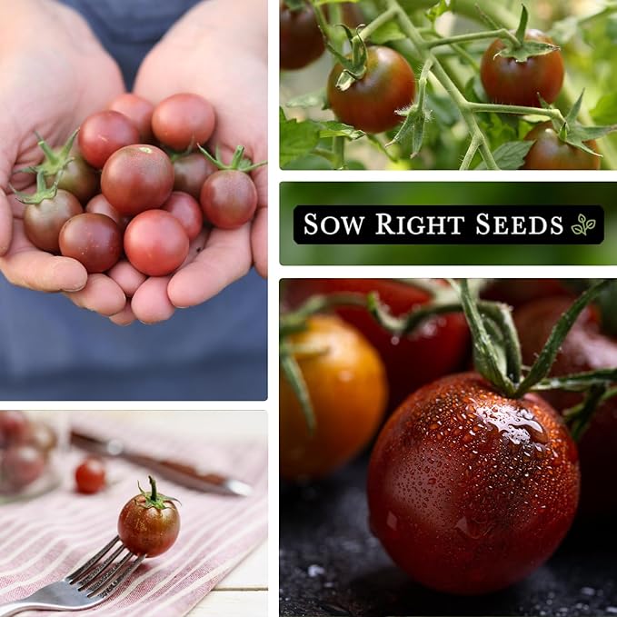 Sow Right Seeds - Black Cherry Tomato Seeds for Planting - Non-GMO Heirloom Packet with Instructions to Plant a Home Vegetable Garden - Tasty Snacking Variety, Start Indoors - Indeterminate (1)