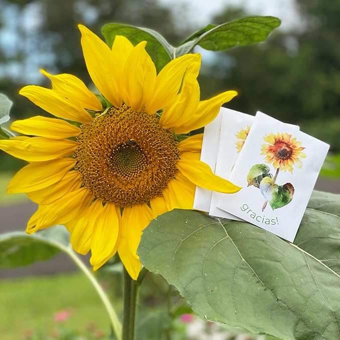 Bentley Thank You Packet - Gracias, Mammoth Sunflower - 25 Packets - Perfect Thank You Gift, Spanish - Non GMO Seeds