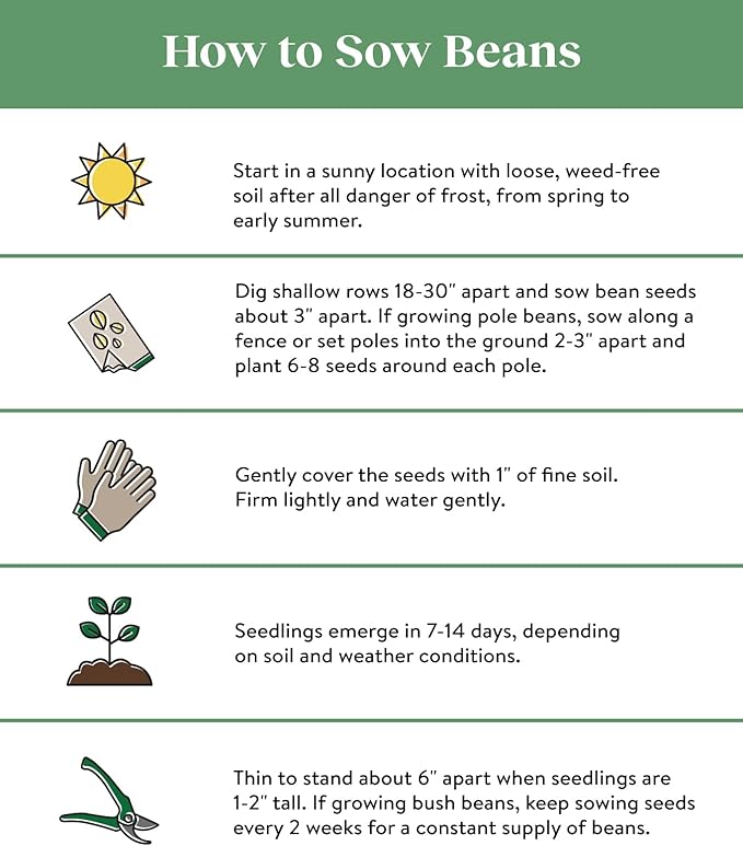 Burpee White Half Runner Pole Bean Seeds 8 ounces of seed