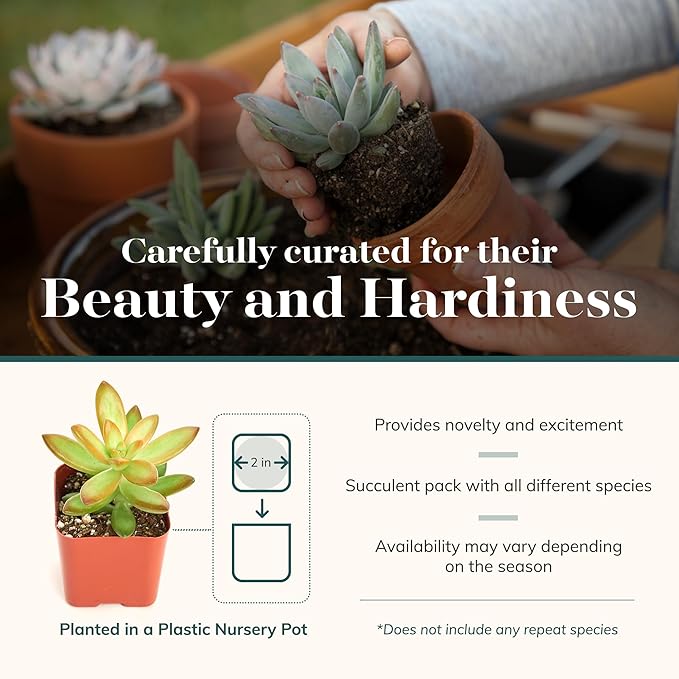 Shop Succulents Unique Succulent Plant Pack Bulk Collection - Live Mini Succulent Plants, Low Maintenance, Exceptional Colors & Textures - Wedding and Party Favors, Gift & Garden, Pack of 16
