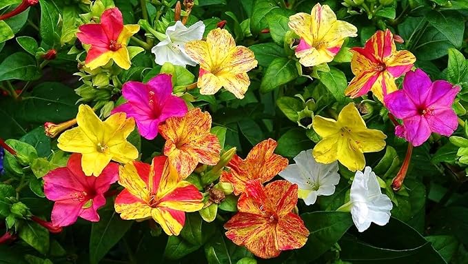Seeds Four O'clock Marvel of Peru Mirabilis Mix Annual Non GMO Flowers for Planting