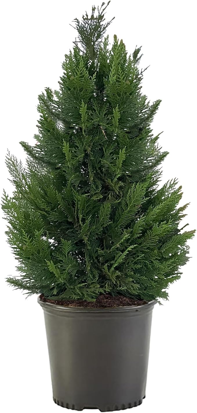2.25 Gallon Cypress Leyland Shrub