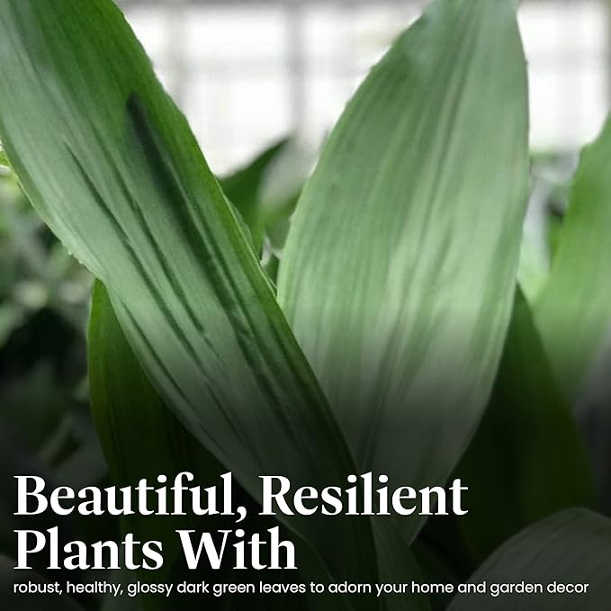 American Plant Exchange Cast Iron Plant, Large 10-Inch Pot, Elegant Easy to Care Indoor Houseplant, Dark Green Foliage, Thrives on Neglect, Low-Light & Pet Safe, Live Home & Garden Décor