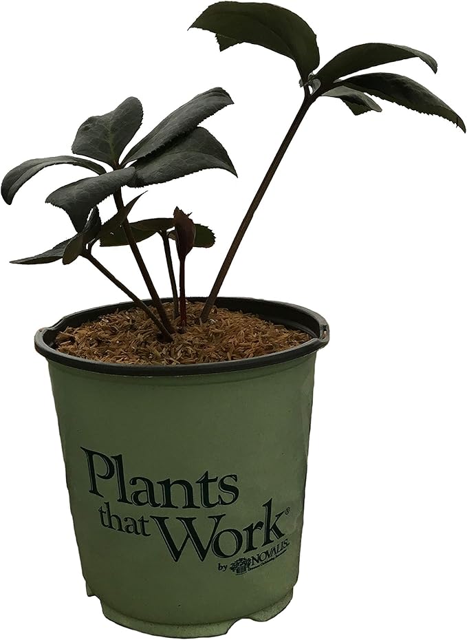 Helleborus Penny's Pink G1