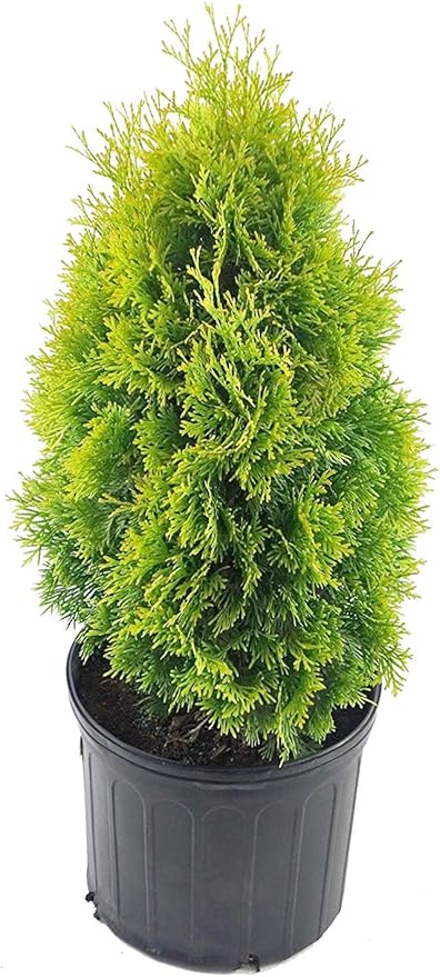 Thuja occidentalis 'Jantar' (Arborvitae) Evergreen, #3 - Size Container