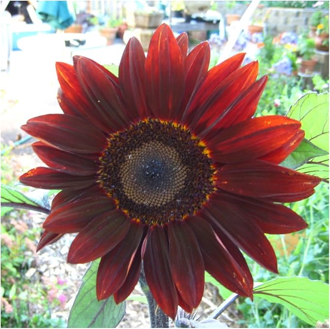 Seed Needs Moulin Rouge Sunflower Seeds for Planting - F1 Hybrid Deep Burgundy Red Flowers Perfect for Bouquets & Floral Arrangements as a Cut Flower (1 Pack)