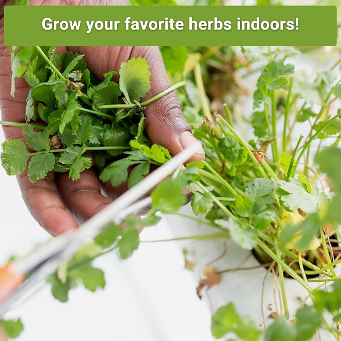 Sow Right Seeds - Hydroponic Herb Seeds for Planting - Basil, Thyme, Cilantro, Parsley & Oregano Seeds for Planting and Growing a Hydroponic Garden Indoors - Perfect for Your Growing Tower or System