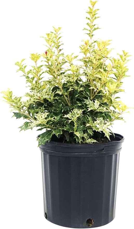 Osmanthus heterophyllus 'Goshiki' (False Holly) Evergreen, #2 - Size Container