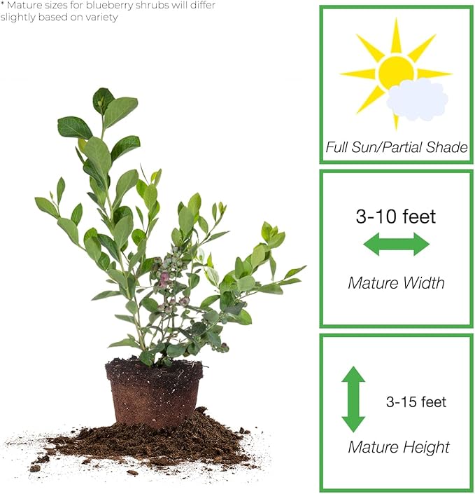 PERFECT PLANTS 3 Pack Rabbiteye Blueberry Bushes 1 Gallon | Live Fruit Bush for Outdoor Planting | Sweet Blueberries for Fresh Eating | Easily Grown in Home Gardens
