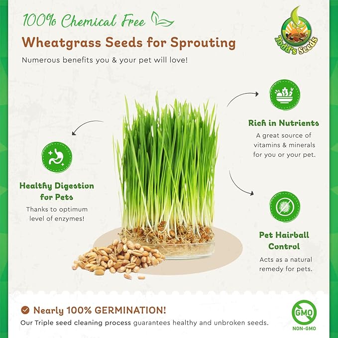 Todd's Seeds - 1 Pound of Wheatgrass Seeds - Non GMO Sprouting Seeds - Grind Into Whole Wheat Flour - Pet Grass - Cat Grass for Indoor Cats - Wheat Grass Seeds