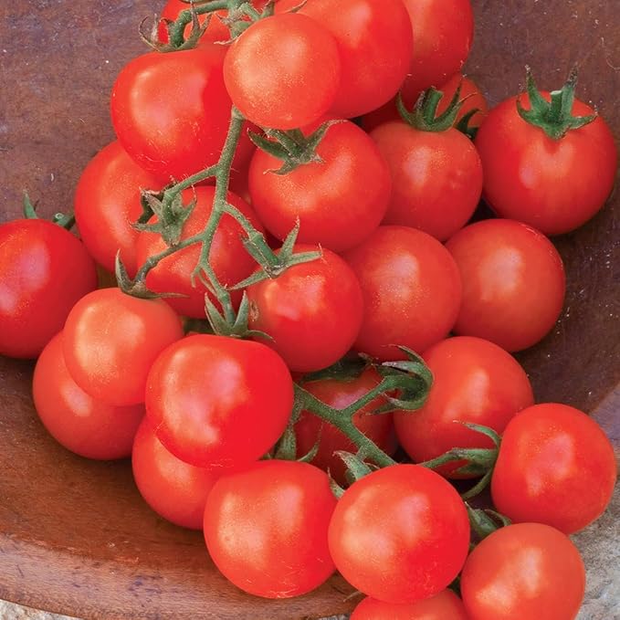 Burpee 'Sweetie' Organic, Heirloom Red Cherry Tomato, 125 Non-GMO Seeds