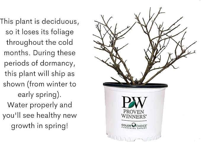 2 Gal. Pugster Ameythst Buddleia Shrub