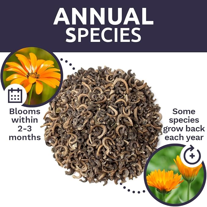 Calendula ‘Pacific Beauty Mix’ – Bulk Quarter Pound Bag – Over 12,000 Open Pollinated Non-GMO Wildflower Seeds – Calendula officinalis