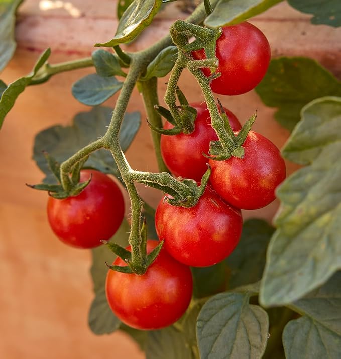 Burpee 'Sweetheart of the Patio', Red Cherry Tomato, 10 Non-GMO Seeds